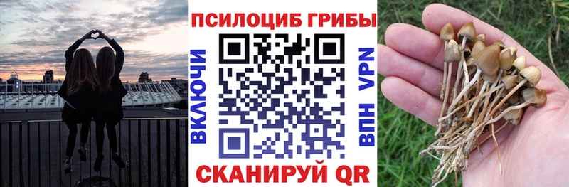 Купить  Бакал  Псилоцибиновые грибы Psilocybine cubensis 